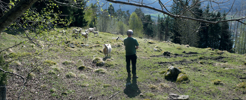 Bjarne with sheep